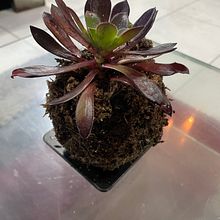 Mi proyecto del curso: Kokedamas: crea macetas naturales de musgo. Arts, Crafts, Decoration, Interior Design, DIY, L, scape Architecture, Floral, and Plant Design project by mirla.lobos.vidal - 10.14.2024