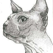 CAT. Un progetto di Design di Fernanda Sandoval - 15.10.2024