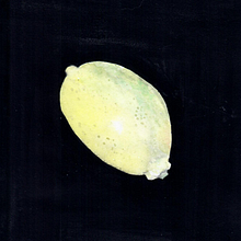 Mój projekt z kursu: Akwarela botaniczna: piękno sztuki i nauki. Botanical Illustration, Drawing, Fine Arts, Traditional illustration, Painting, and Watercolor Painting project by aglena0201 - 10.15.2024
