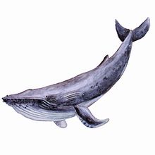 Ballenas en acuarela. Naturalistic Illustration, Painting, Watercolor Painting, and Fine Arts project by Cristina Zapata Sánchez - 10.15.2024