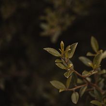 Wilderness. Un progetto di Fotografia di Carles Conesa - 12.10.2024