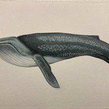 Mijn project van de cursus: Naturalistische illustratietechnieken: walvissen in aquarel. Naturalistic Illustration, Painting, Watercolor Painting, and Fine Arts project by haberdoedas - 10.12.2024
