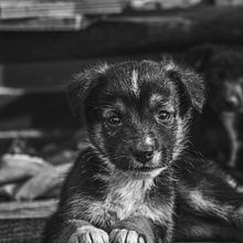Mi proyecto del curso: Fotografía lifestyle de perros. Projekt z dziedziny Fotografia, Fotografia portretowa,  Fotografia lifest, le, Fotografia na Instagram i Fotografia dokumentalna użytkownika CRISTIAN GHIGLIONE - 03.10.2024