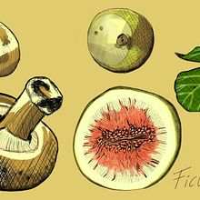 Mi proyecto del curso: Ilustración botánica: del cuaderno a la lámina. Projekt z dziedziny R, sunek botaniczn,  R, sunek, Trad, c, jna ilustracja,  R, sunek atramentem, Sketchbook i Sketching użytkownika Karime Reyes - 20.10.2024