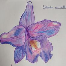 Mi proyecto del curso: Cuaderno de viaje ilustrado: registra la naturaleza. Drawing, Naturalistic Illustration, Pencil Drawing, Sketchbook, and Watercolor Painting project by Emilio Brizar - 05.03.2015