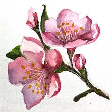 Flores. Un projet de Beaux Arts, Dessin, Illustration traditionnelle, Illustration botanique, Peinture , et Aquarelle de Margarethe Gair - 27.10.2024