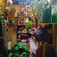 Mi proyecto del curso: Diseño de interiores con plantas desde cero. Decoration, DIY, Floral, Plant Design, Interior Decoration, Interior Design, L, scape Architecture, and Spatial Design project by renzolgt96 - 10.29.2024