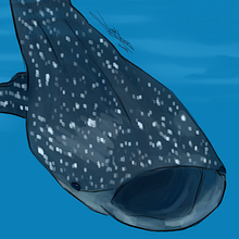 Whale Shark. Digital Painting, and Digital Illustration project by Joshua Lark - 08.08.2024