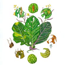 Mi proyecto del curso: Ilustración naturalista con gouache y acuarela. Botanical Illustration, Gouache Painting, Naturalistic Illustration, Painting, Watercolor Painting, and Fine Arts project by Alicia Arenas Romero - 11.01.2024
