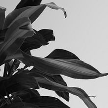 Meu projeto do curso: Introdução à fotografia digital no modo manual. Photographic Composition, Photograph, and Digital Photograph project by gabriella koch pacheco lovi - 11.03.2024