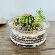 Mi proyecto del curso: Arte vegetal: crea tu propio terrario abierto. Decoration, Interior Design, DIY, L, scape Architecture, Floral, and Plant Design project by nickol_68 - 11.05.2024