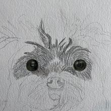 My project for course: Pet Portraits in Colored Pencils. Traditional illustration, and Naturalistic Illustration project by Martha - 11.12.2024
