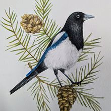 Mi proyecto del curso: Acuarelas: arte realista de aves y naturaleza. Drawing, Fine Arts, Naturalistic Illustration, Pencil Drawing, Realistic Drawing, and Watercolor Painting project by Constanza Herrera erber - 11.09.2024