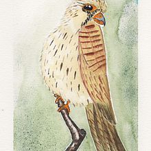 Mein Abschlussprojekt für den Kurs: Naturalistische Aquarellillustration von Vögeln. Un proyecto de Dibujo realista, Ilustración tradicional, Pintura a la acuarela e Ilustración naturalista				 de Christian Gutknecht - 10.11.2024