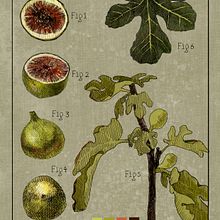 My project for course: Botanical Illustration: From Notebook to Print. Un progetto di Illustrazione botanica, Disegno, Illustrazione tradizionale, Illustrazione con inchiostro, Sketchbook e Bozzetti di olesyaproector - 10.11.2024