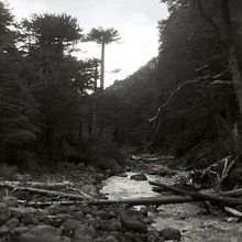 Mi proyecto del curso: Revelado analógico en blanco y negro. Photograph, Fine Arts, and Film Photograph project by Sofi Leiva Tapia - 11.16.2024