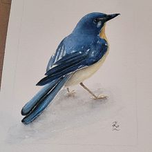 My project for course: Artistic Watercolor Techniques for Illustrating Birds. Projekt z dziedziny Malowanie akwarelą, Ilustracja naturalist i czna użytkownika Kellie Lorraine - 17.11.2024