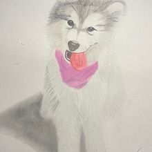 balialaskanmalamute ☺️☺️. Traditional illustration, and Naturalistic Illustration project by David Blanco Vargas - 11.18.2024