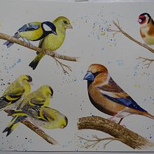 Il mio progetto del corso: Acquerello artistico per illustrazione di animali: gli uccelli. Traditional illustration, Watercolor Painting, Realistic Drawing, and Naturalistic Illustration project by pensione_la_pergola - 11.21.2024