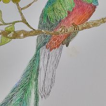 Ilustracion Naturalista aplicada a colecciones: QUETZAL. Traditional illustration project by esmafareeda - 11.20.2024