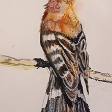 My project for course: Naturalist Illustration with Ballpoint Pen . Drawing, Realistic Drawing, Traditional illustration, and Naturalistic Illustration project by תמר לובין - 11.23.2024
