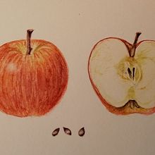 Mi proyecto del curso: Acuarela botánica: ilustra el arte y la ciencia. Botanical Illustration, Drawing, Fine Arts, Traditional illustration, Painting, and Watercolor Painting project by dolores_capdevila_1 - 11.24.2024