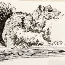 My project for course: Illustrating Nature: A Creative Exploration. Un progetto di Disegno, Illustrazione tradizionale, Illustrazione con inchiostro, Pittura, Pittura ad acquerello e Illustrazione naturalistica di Dianna Ericson - 25.11.2024