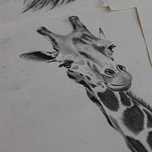 Estudios en grafito. Pencil Drawing project by Rosario Mena - 11.26.2024
