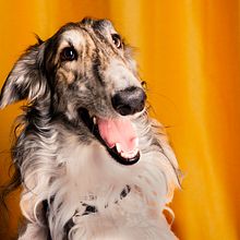 RETRATO DE MASCOTAS. Un proyecto de Fotografía de callitama - 11.11.2024