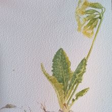 Botanical Illustration with watercolor: Himmelens nøklene. Watercolor Painting project by dolores_capdevila_1 - 11.27.2024