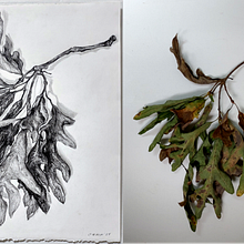 Oak leaf cluster, in decay. Fine Arts, Drawing, Artistic Drawing, and Botanical Illustration project by Cynthia Willett - 11.27.2024
