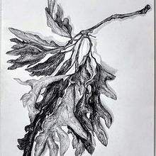 Exercise Botanical Study After Leonardo. Drawing, and Fine Arts project by Cynthia Willett - 11.27.2024