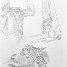 Exercise: Anatomical Studies After Leonardo (et al.). Fine Arts, and Drawing project by Cynthia Willett - 11.23.2024