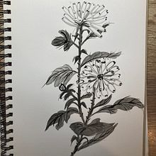 My project for course: Introduction to Sumi-e Painting Ein Projekt aus dem Bereich Zeichnung, Traditionelle Illustration, Illustration mit Tinte, Bildende Künste und Malerei von Kathy Evans - 28.11.2024