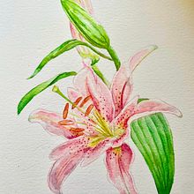 Meu Lírio Rosa - Projeto do curso: Aquarela botânica: ilustre a anatomia das flores . % iamaguchiamanda tarafından hazırlanan Güzel sanatlar, Çizim, Geleneksel illüstras, on, Botanik İllüstras, on, Tablo, Sulubo, Ve a Resim projesi - 11.28.2024