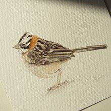 Gorrión Copetón (Zonotrichia capensis)_Luz Angélica Sánchez. Realistic Drawing, Traditional illustration, Watercolor Painting, and Naturalistic Illustration project by angeliicasaanchez - 11.28.2024