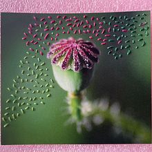 Mi proyecto del curso: Introducción al fotobordado: crea imágenes con textura. DIY, Bordado, Papercraft, Fotografia, e Design têxtil projeto de Silvana Lanchez - 27.11.2024