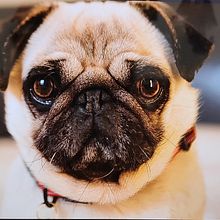 Pug. Drawing project by Gloria G Fdez - 12.02.2024