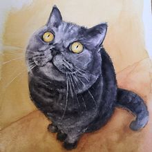 Portrety kotów. Realistic Drawing, Traditional illustration, Naturalistic Illustration, and Watercolor Painting project by Anna Sokół - 12.05.2024