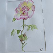 Meu projeto do curso: Aquarela botânica: ilustre a anatomia das flores. Een project van  Beeldende kunst,  Tekening, Traditionele illustratie,  Botanische illustratie, Schilderij y Aquarelschilderen van Leonor Capelo - 06.12.2024