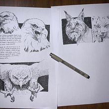 Ilustración de fauna. Un proyecto de Dibujo, Ilustración con tinta, Sketchbook y Bocetado de alexbeamonte23 - 08.12.2024