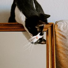 Mis gatos, ¿nuevo elemento fotográfico?. Photograph, Fine-Art Photograph, Portrait Photograph, Photographic Lighting & Interior Photograph project by Ana Blanco - 12.09.2024