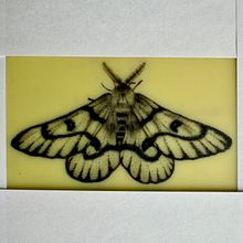 Moth pepper shading . Ilustração tradicional, e Desenho de tatuagens projeto de wioleta_ciosek - 10.12.2024