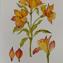 My project for course: Botanical Watercolor: Illustrate the Anatomy of Flowers . % Gabriela Sales tarafından hazırlanan Geleneksel illüstrasyon, Güzel sanatlar, Tablo, Çizim, Suluboya Resim, Ve Botanik İllüstrasyon projesi - 10.17.2024