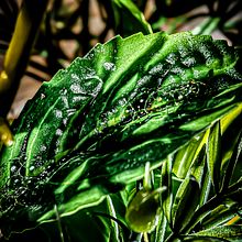 macro fotografia natural. Un proyecto de Fotografía de Paola Riquelme Thodes - 13.12.2024