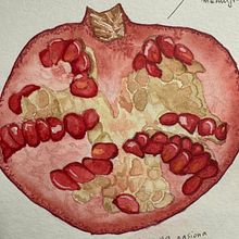 pomegranate. Botanical Illustration, Drawing, Fine Arts, Traditional illustration, Painting, and Watercolor Painting project by paulinanaj - 12.15.2024