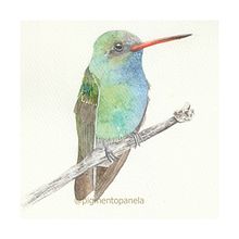 Colibrí. Watercolor Painting project by Ana Hernández - 12.16.2024