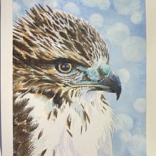 Juvenile Cooper's Hawk. Realistic Drawing, Traditional illustration, Naturalistic Illustration, and Watercolor Painting project by rabbitrebel - 12.21.2024