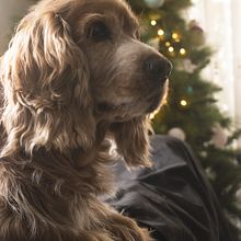 Fotografía perros Ein Projekt aus dem Bereich Fotografie, Porträtfotografie, Fotografie für Instagram, Dokumentarfotografie und Lifestyle-Fotografie von Irene Ferradas Arenas - 26.12.2024