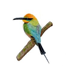 Rainbow Bee Eater on watercolour and pastels. Traditional illustration, Watercolor Painting, Realistic Drawing, and Naturalistic Illustration project by Amanda - 12.28.2024